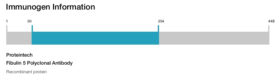 Fibulin 5 Polyclonal Antibody