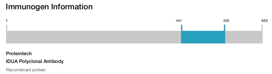 IDUA Polyclonal Antibody