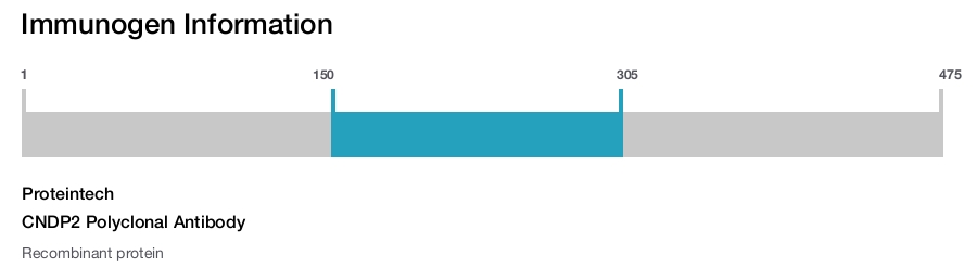 CNDP2 Polyclonal Antibody