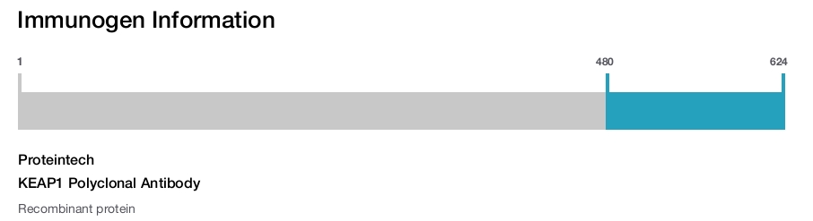 KEAP1 Polyclonal Antibody