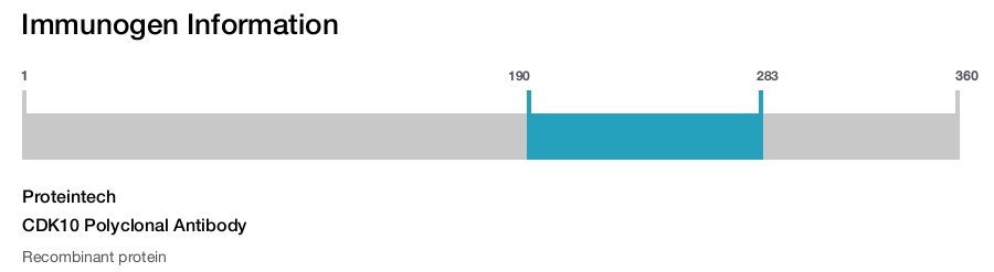 CDK10 Polyclonal Antibody
