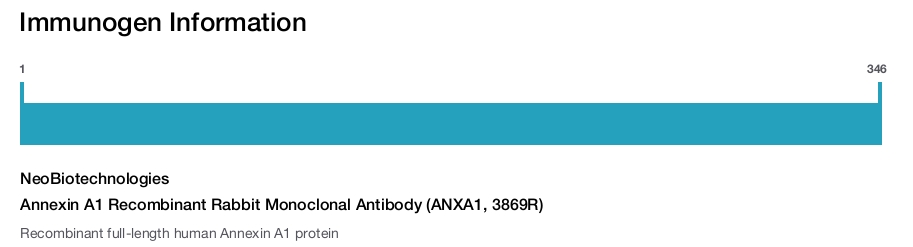 Annexin A1 Recombinant Rabbit Monoclonal Antibody (ANXA1, 3869R)