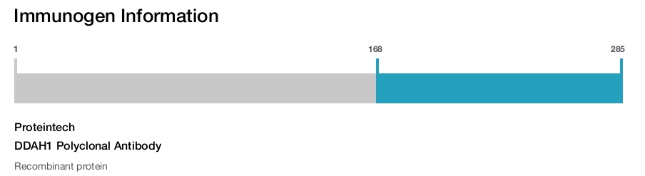 DDAH1 Polyclonal Antibody
