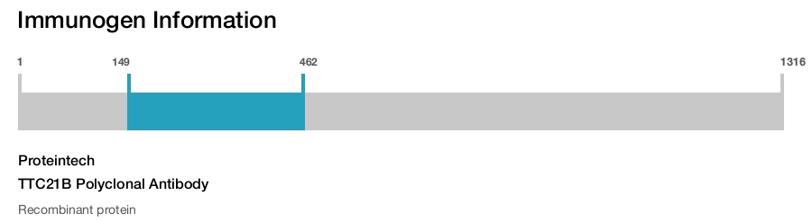 TTC21B Polyclonal Antibody