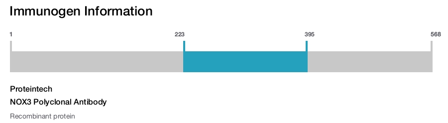 NOX3 Polyclonal Antibody