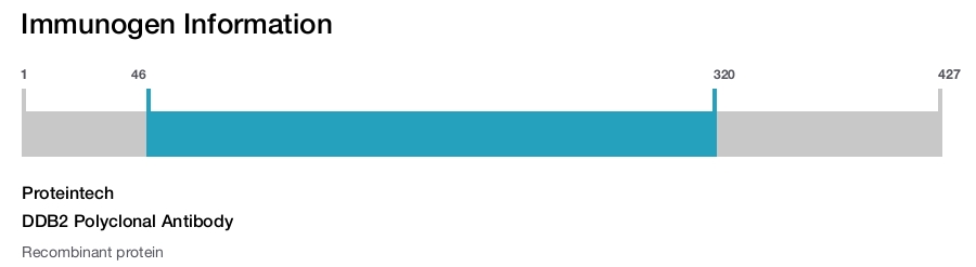 DDB2 Polyclonal Antibody