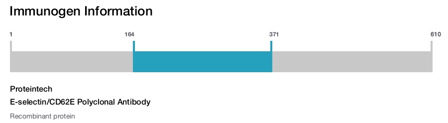 E-selectin/CD62E Polyclonal Antibody