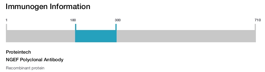 NGEF Polyclonal Antibody