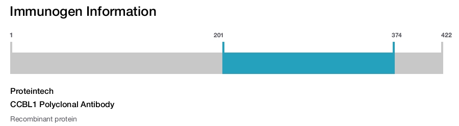 CCBL1 Polyclonal Antibody