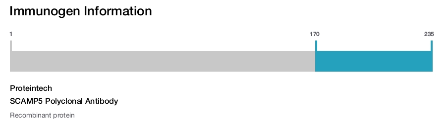 SCAMP5 Polyclonal Antibody