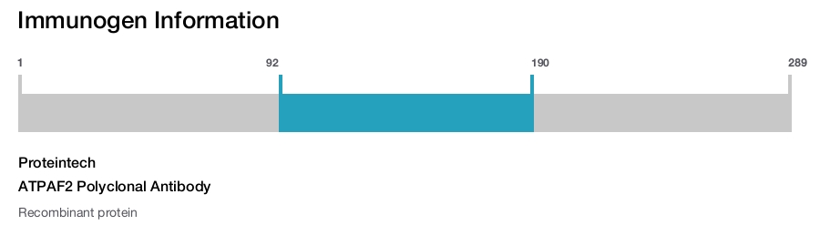 ATPAF2 Polyclonal Antibody