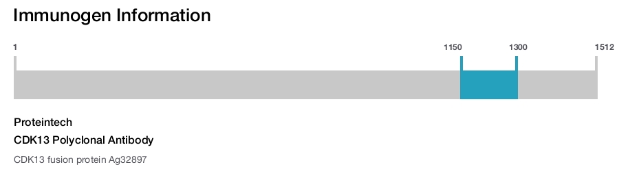 CDK13 Polyclonal Antibody