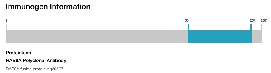 RAB8A Polyclonal Antibody