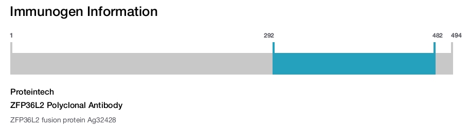 ZFP36L2 Polyclonal Antibody