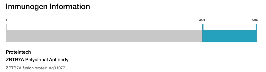 ZBTB7A Polyclonal Antibody