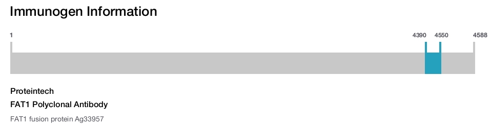 FAT1 Polyclonal Antibody