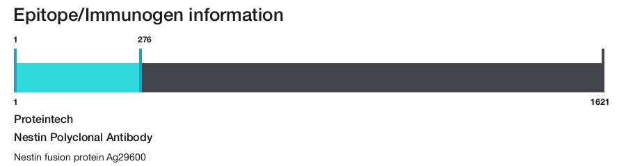 Nestin Polyclonal Antibody