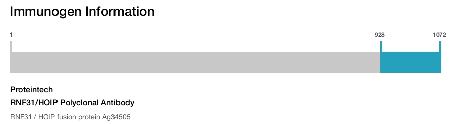 RNF31/HOIP Polyclonal Antibody