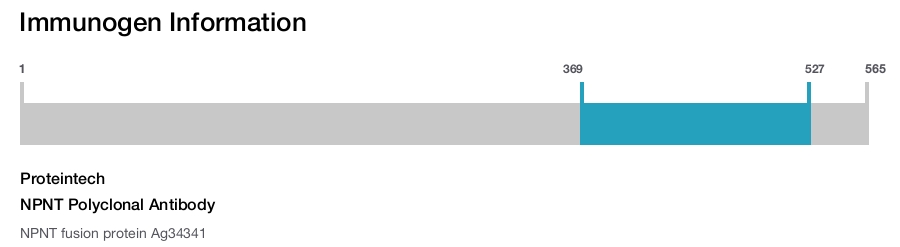 NPNT Polyclonal Antibody
