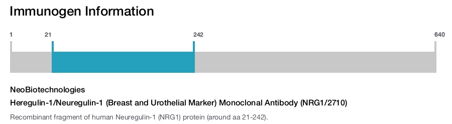 Heregulin-1/Neuregulin-1 (Breast and Urothelial Marker) Monoclonal Antibody (NRG1/2710)