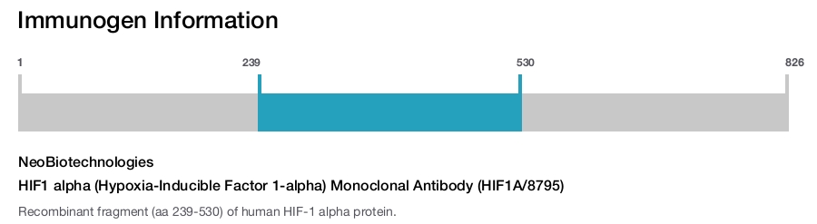 HIF1 alpha (Hypoxia-Inducible Factor 1-alpha) Monoclonal Antibody (HIF1A/8795)