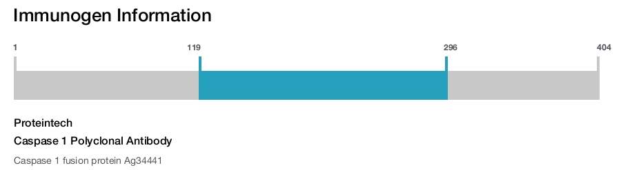Caspase 1 Polyclonal Antibody