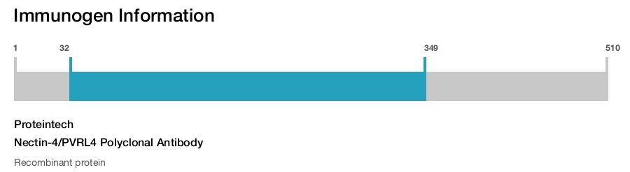 Nectin-4/PVRL4 Polyclonal Antibody