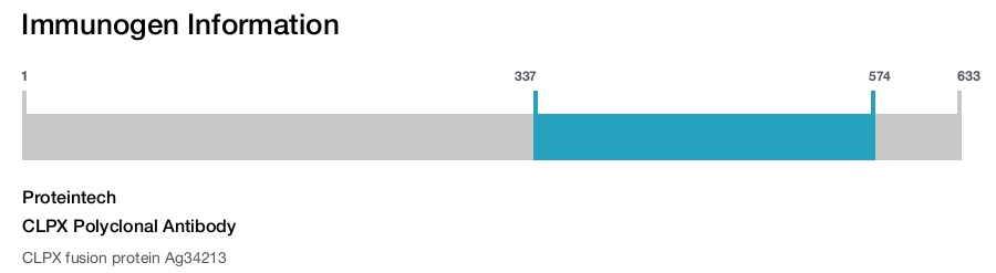 CLPX Polyclonal Antibody