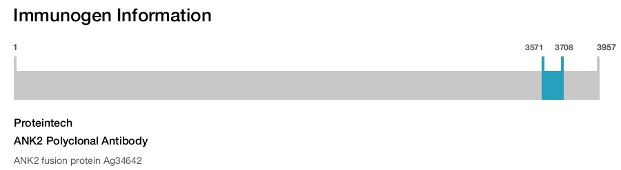 ANK2 Polyclonal Antibody