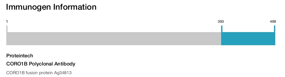 CORO1B Polyclonal Antibody