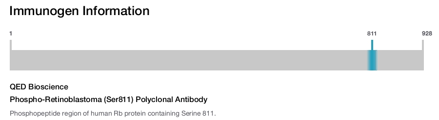 Phospho-Retinoblastoma (Ser811) Polyclonal Antibody