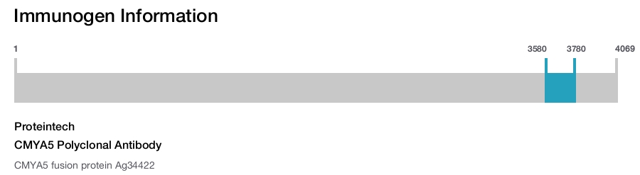 CMYA5 Polyclonal Antibody