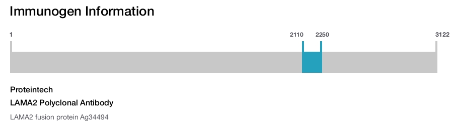 LAMA2 Polyclonal Antibody