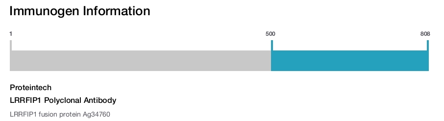 LRRFIP1 Polyclonal Antibody