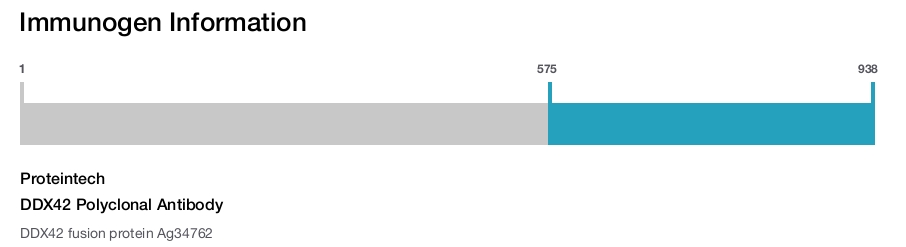 DDX42 Polyclonal Antibody