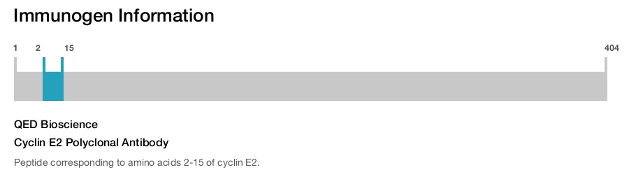Cyclin E2 Polyclonal Antibody