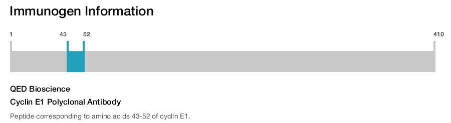 Cyclin E1 Polyclonal Antibody