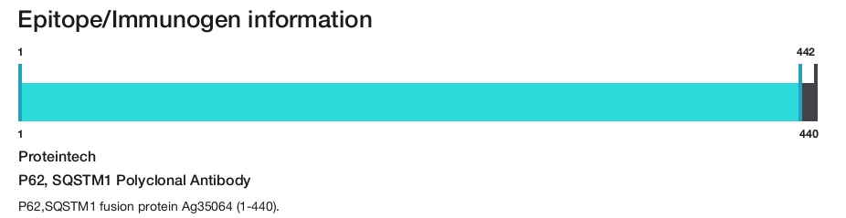 P62, SQSTM1 Polyclonal Antibody