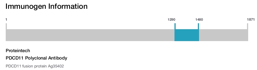 PDCD11 Polyclonal Antibody