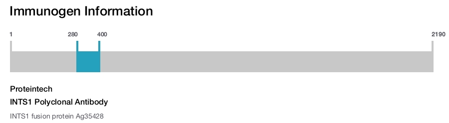 INTS1 Polyclonal Antibody