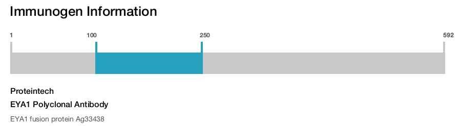 EYA1 Polyclonal Antibody
