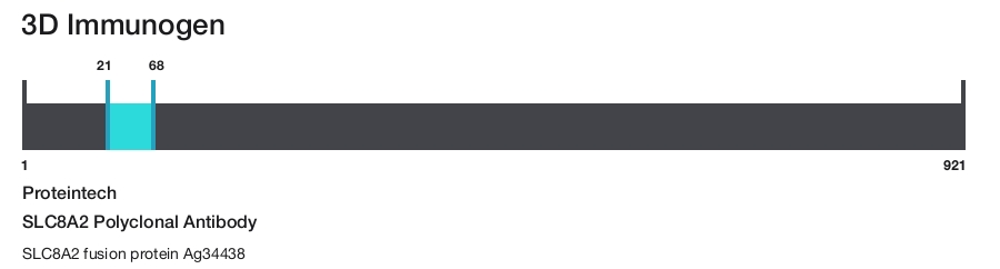 SLC8A2 Polyclonal Antibody