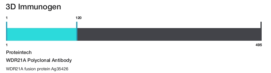 WDR21A Polyclonal Antibody