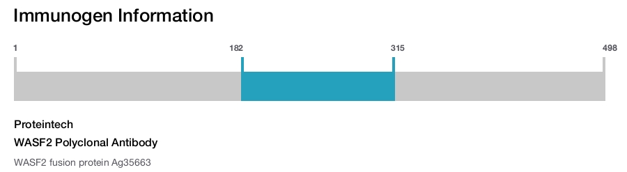 WASF2 Polyclonal Antibody