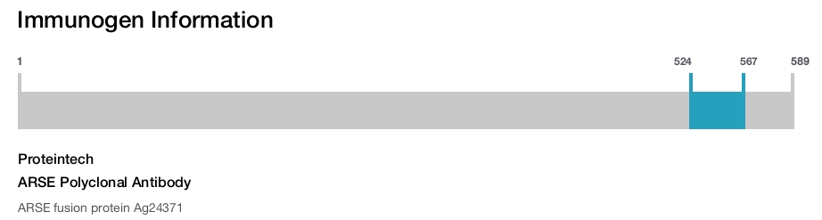 ARSE Polyclonal Antibody