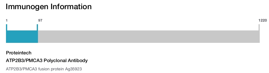 ATP2B3/PMCA3 Polyclonal Antibody