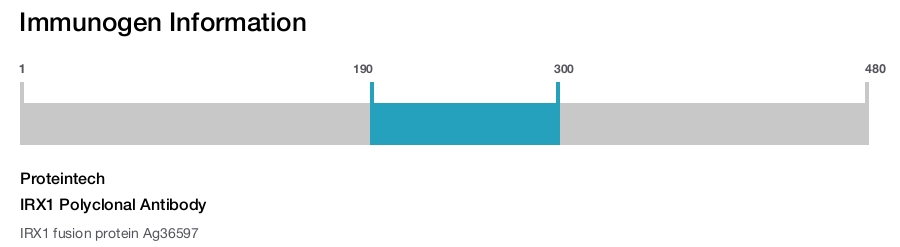 IRX1 Polyclonal Antibody