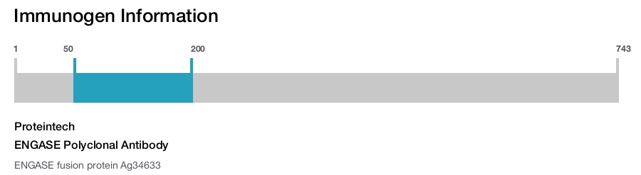 ENGASE Polyclonal Antibody