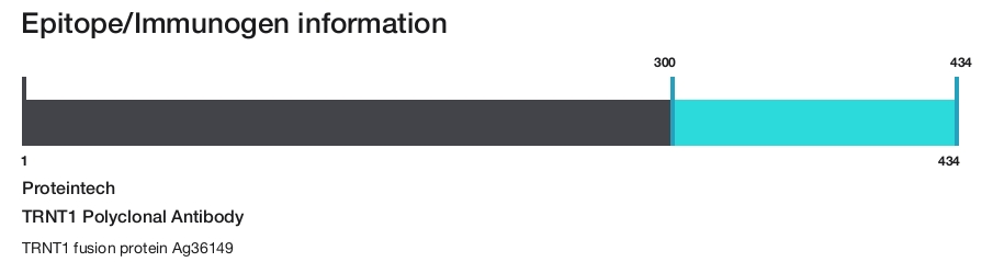 TRNT1 Polyclonal Antibody
