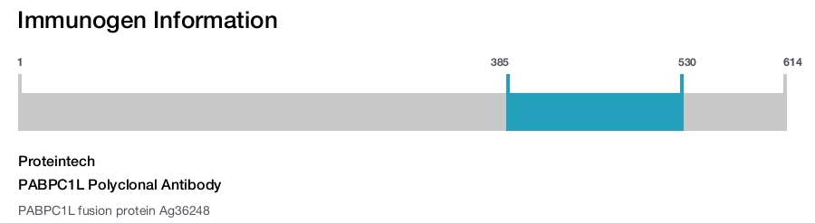 PABPC1L Polyclonal Antibody